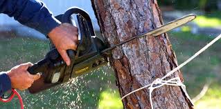 Best Hazardous Tree Removal  in Creve Coeur, IL